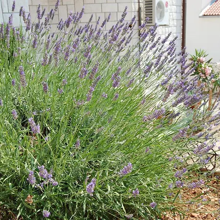 By The Sea Bilo, - 3090 Apartament *